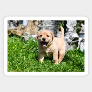 Labrador Puppies II / Swiss Artwork Photography Sticker